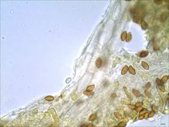 Cortinarius splendidus