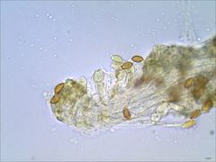 Cortinarius splendidus