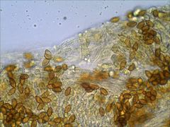 Cortinarius splendidus