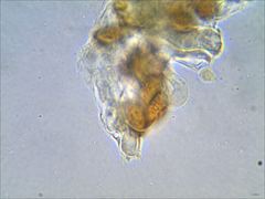 Cortinarius splendidus