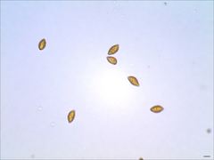 Cortinarius splendidus