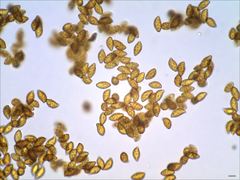 Cortinarius splendidus