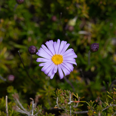 Olearia ciliata