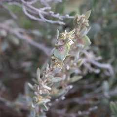 Atriplex paludosa