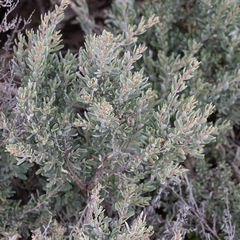 Atriplex paludosa