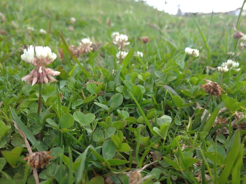 Trifolium repens image