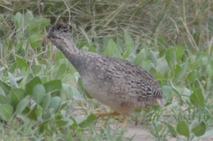 Nothoprocta pentlandii