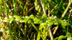 Chascolytrum subaristatum