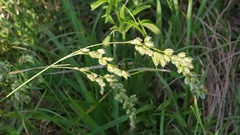 Chascolytrum subaristatum