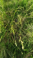 Chascolytrum subaristatum