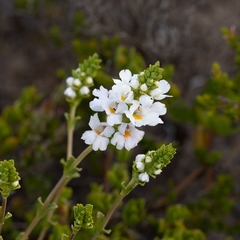 Euphrasia collina tetragona