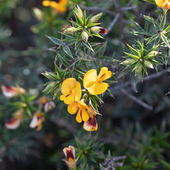Pultenaea acerosa