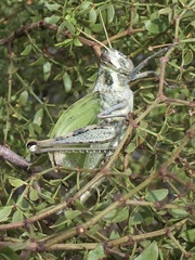 Schistocerca nitens