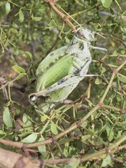 Schistocerca nitens