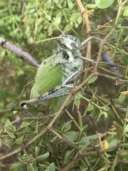 Schistocerca nitens