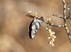 Euphilotes pallescens