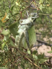 Schistocerca nitens