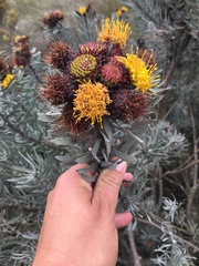 Leucospermum parile