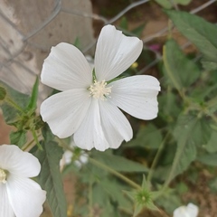 Anoda albiflora