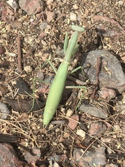 Iris oratoria