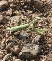 Iris oratoria