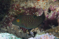 Canthigaster janthinoptera