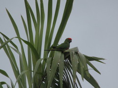 Aratinga auricapillus