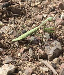 Iris oratoria
