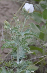 Argemone hunnemannii