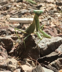 Iris oratoria