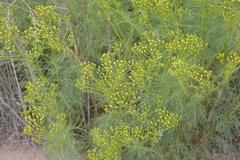 Senecio pampeanus
