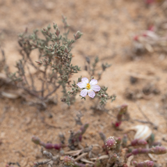 Frankenia pauciflora
