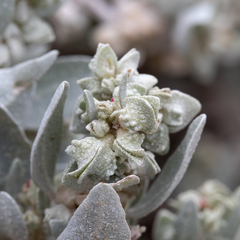 Atriplex cinerea