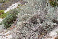 Atriplex cinerea