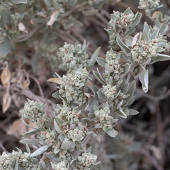 Atriplex cinerea