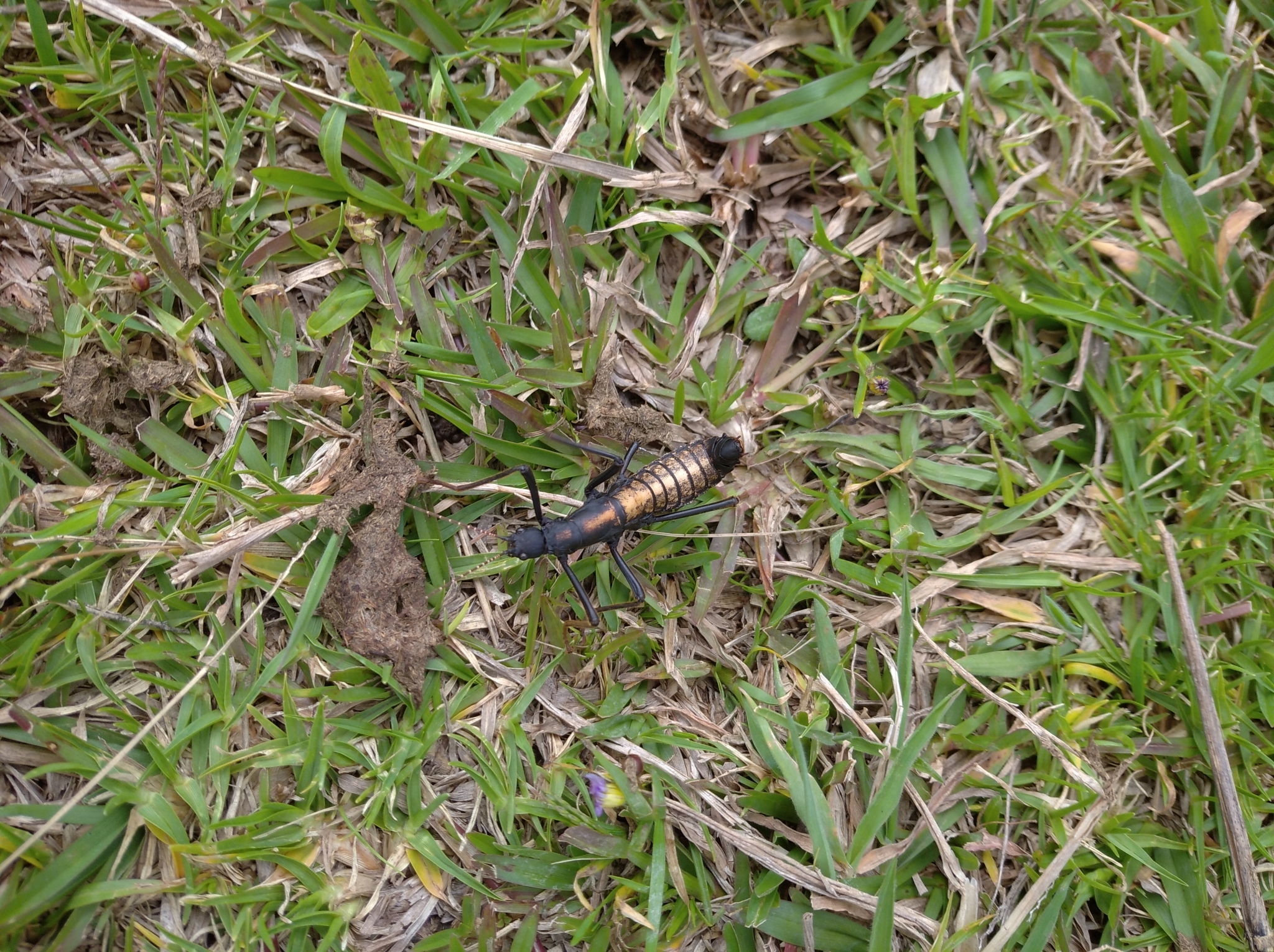 Decidia blapoides image