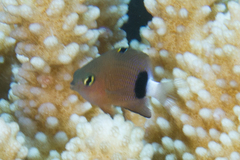 Plectroglyphidodon dickii