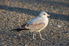 Larus delawarensis
