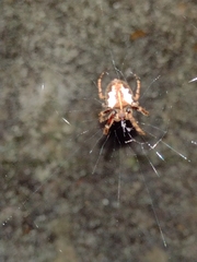 Parawixia