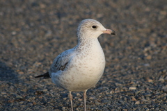 Larus delawarensis