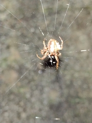 Parawixia