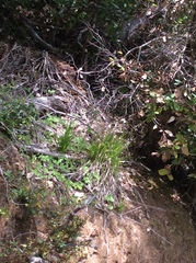 Anthoxanthum occidentale