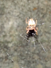 Parawixia