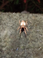 Parawixia