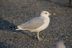 Larus delawarensis