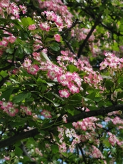 Crataegus