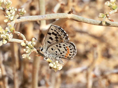 Euphilotes enoptes dammersi