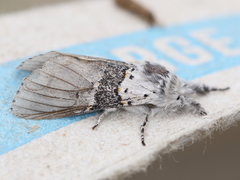 Furcula occidentalis