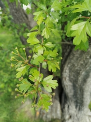 Crataegus