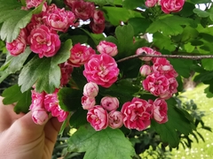 Crataegus